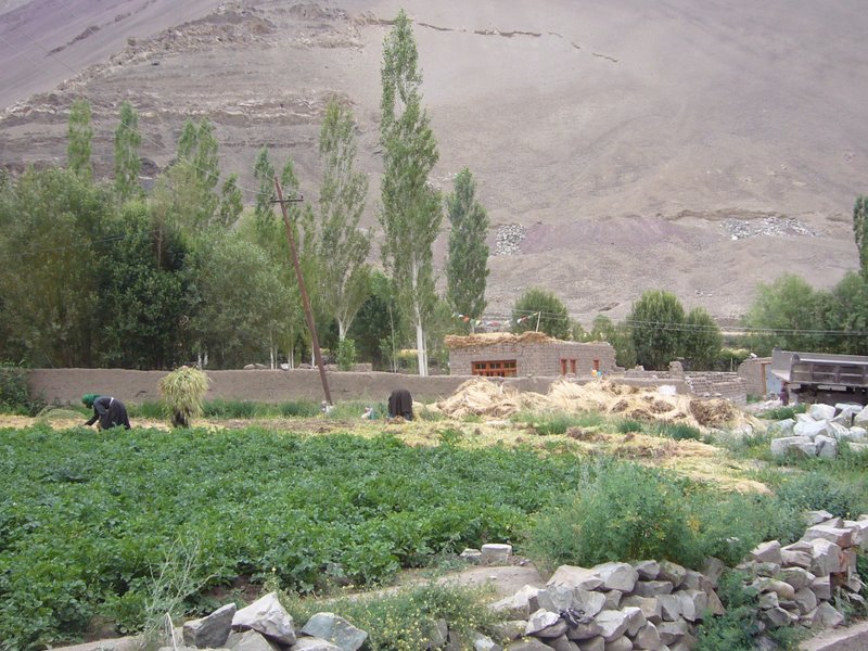 Travel - India - Ladakh - Trip to Alchi - Alchi to Saspol
